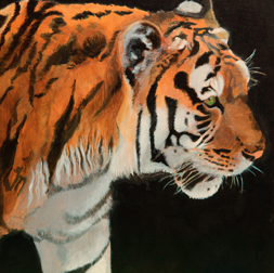 Siberian | Tiger Walk
